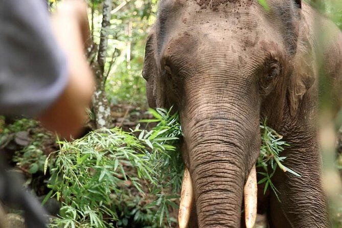 2-Day Kindred Spirit Elephant Sanctuary in Chiang Mai - Key things to know before you book