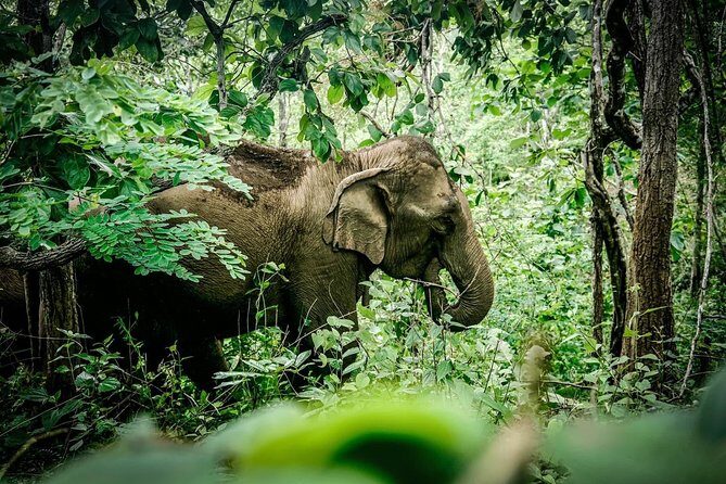 2-Day Kindred Spirit Elephant Sanctuary in Chiang Mai - Why this Karen homestay and elephant day feel connected