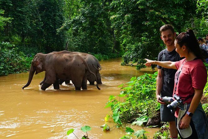 2-Day Kindred Spirit Elephant Sanctuary in Chiang Mai - Day 2: early forest hike and elephant observation