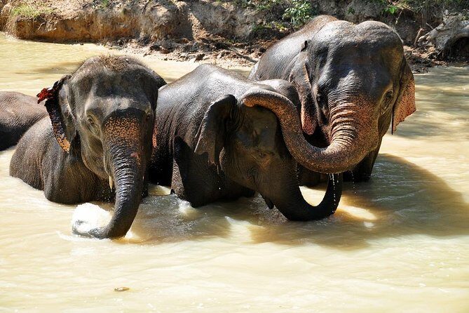 3-in-1: Doi Inthanon Tour, Elephant Sanctuary, and Trekking Trail - Living Green Foundation elephants: rules that shape the whole experience