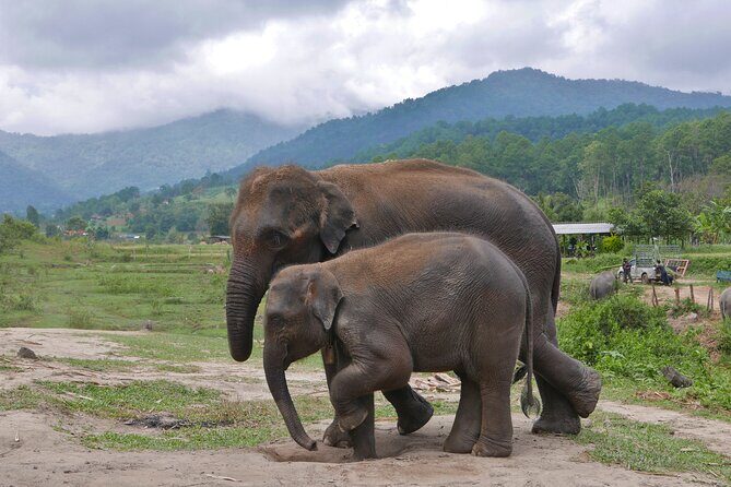 3-in-1: Doi Inthanon Tour, Elephant Sanctuary, and Trekking Trail - What’s included (and what it changes about the day)