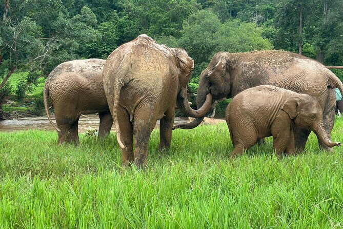 4 in 1 Elephants Long Neck Rafting and Sticky Waterfall Tour - Quick highlights