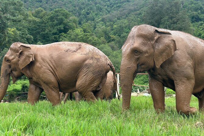 4 in 1 Elephants Long Neck Rafting and Sticky Waterfall Tour - One day near Mae Taeng: how the 4-in-1 plan works