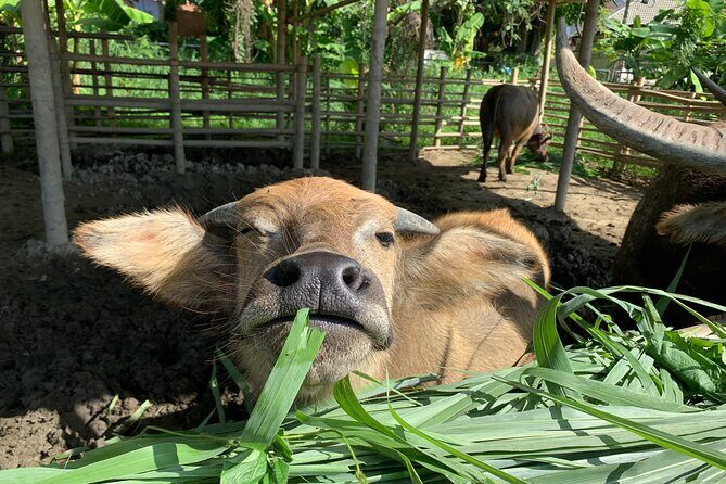 Aroidee’s Farm-Fresh Thai Cooking Experience - Why This Chiang Mai Class Starts on the Farm, Not in a Kitchen