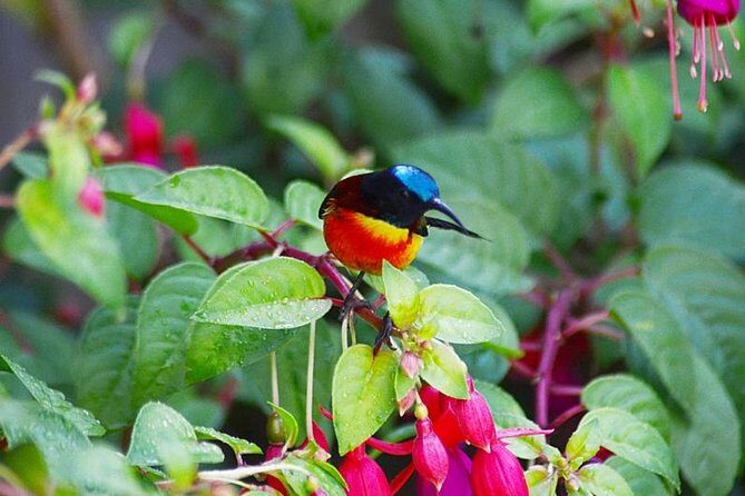 Bird Watching Doi Inthanon - Quick highlights