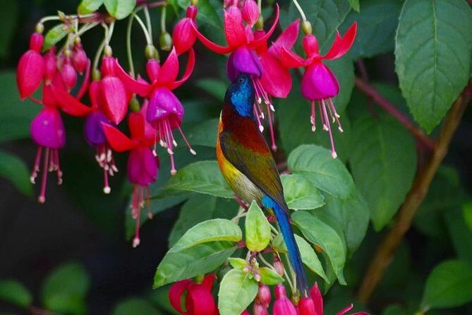 Bird Watching Doi Inthanon - Early Start on Doi Inthanon: Why Dawn Really Matters