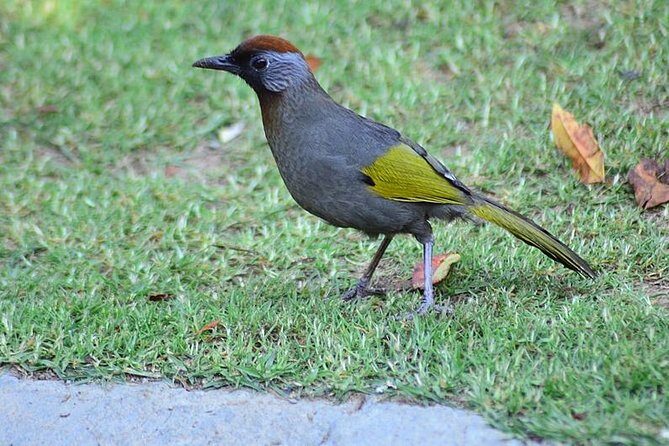 Bird Watching Doi Inthanon - Main Birding Time: Trails, Elevation Changes, and Habitat Work