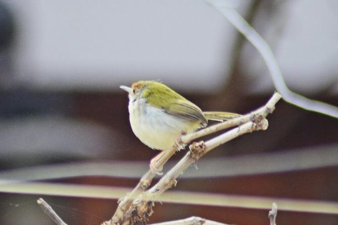 Bird Watching Doi Inthanon - The Karen Village Stop and Waterfall Flexibility