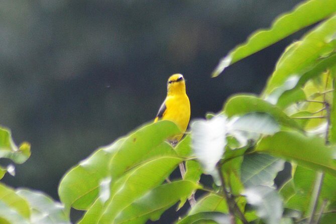 Bird Watching Doi Inthanon - Lunch Break: Rest Without Losing the Day