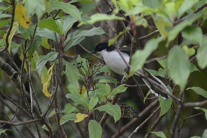 Bird Watching Doi Inthanon - What Makes Joe’s Guiding Style a Big Value