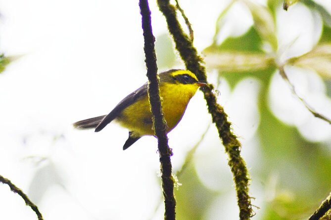 Bird Watching Doi Inthanon - Price and Value: Is $159 a Smart Deal?