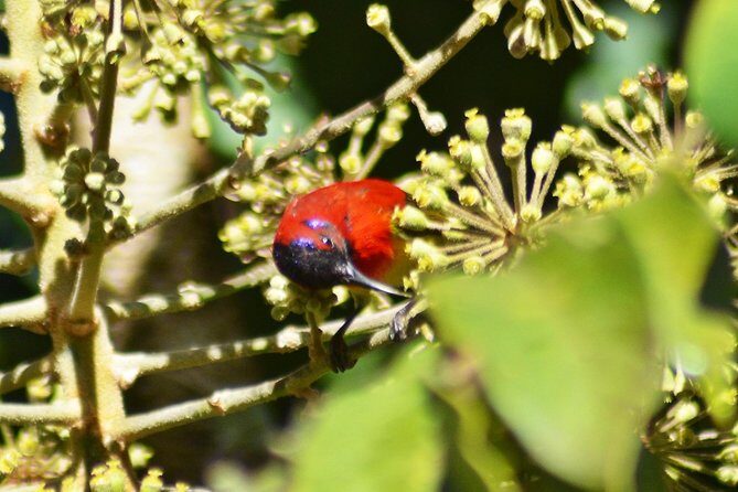 Bird Watching Doi Inthanon - Cold Tops and Comfort Choices: What You Should Pack