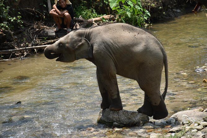 Care Pride Elephants: Full-Day Tour Experience - Morning Pickup and the Inthanon National Park Drive