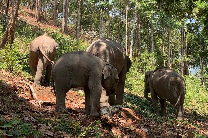 Care Pride Elephants: Full-Day Tour Experience - The mud bath and river rinse: fun, messy, and educational