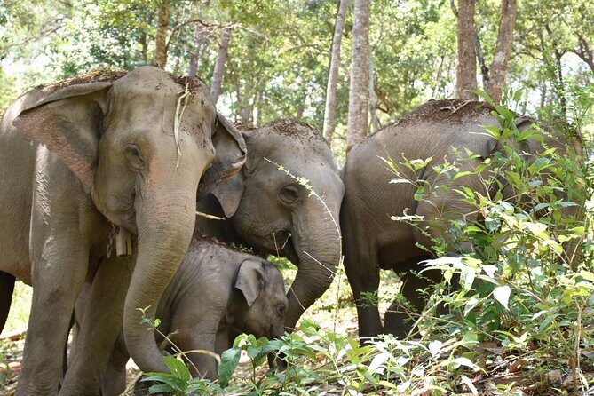 Care Pride Elephants: Full-Day Tour Experience - Small groups, patient hosts, and a not-rushed schedule