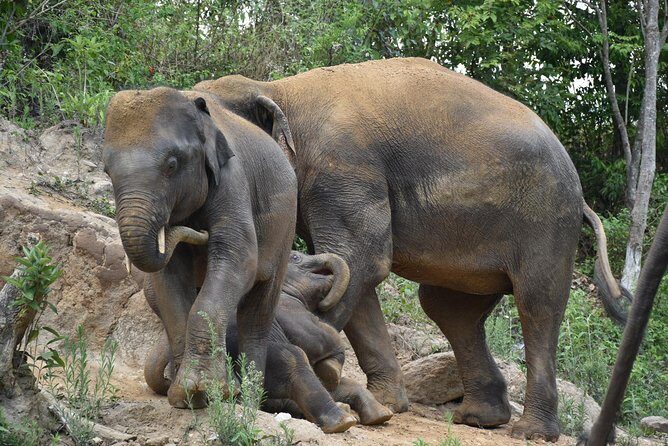 Care Pride Elephants: Full-Day Tour Experience - Thai lunch in the jungle: included, and it actually matters