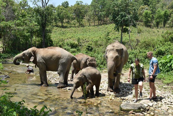 Care Pride Elephants: Full-Day Tour Experience - Price and value: why this one costs more than the quick tours