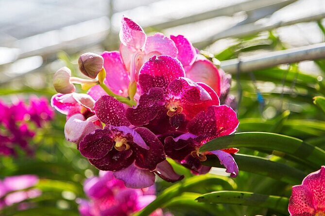 Chiang Dao Cave & 5 Hill Tribe villages - Bai Orchid and Butterfly Farm: butterflies over Thai orchids (and cash rules)