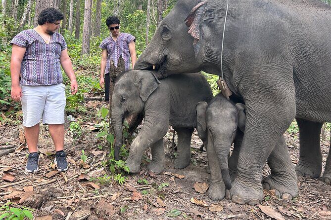 Chiang Mai 1 Day: Elephant Sanctuary, Waterfall & Bamboo Rafting - Why This Chiang Mai Elephant Day Feels Different
