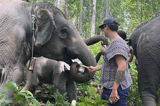 Chiang Mai 1 Day: Elephant Sanctuary, Waterfall & Bamboo Rafting - Who Should Book This (and Who Might Want to Rethink It)