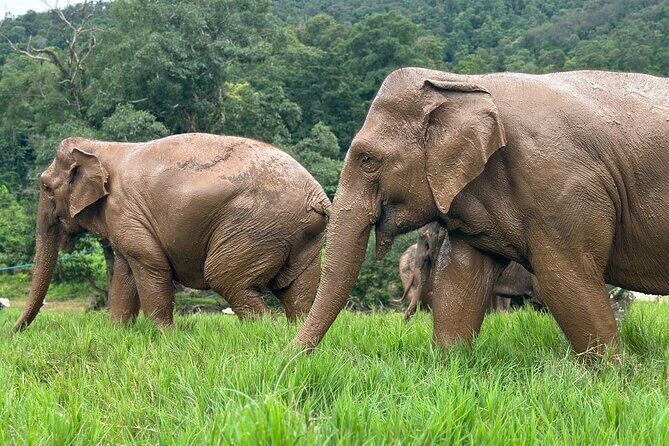 Chiang Mai 3 in 1 Zipline, Elephants and Sticky Waterfall - Lunch and breaks: fuel for a full-day mix
