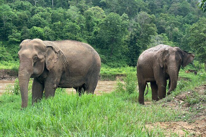 Chiang Mai 3 in 1 Zipline, Elephants and Sticky Waterfall - Price and value: is $120.06 a good deal for three major activities?