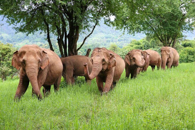 Chiang Mai ATV White Water Rafting and Elephant Sanctuary Full-Day Trip - A Full-Day Mashup: ATV, Open-Air Elephant Sanctuary, and Tang Rapids