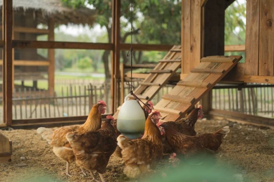 Chiang Mai: Authentic Cooking Class with Market & Farm Visit - Open-Air Kitchen Cooking: Your Own Station, Your Own Progress