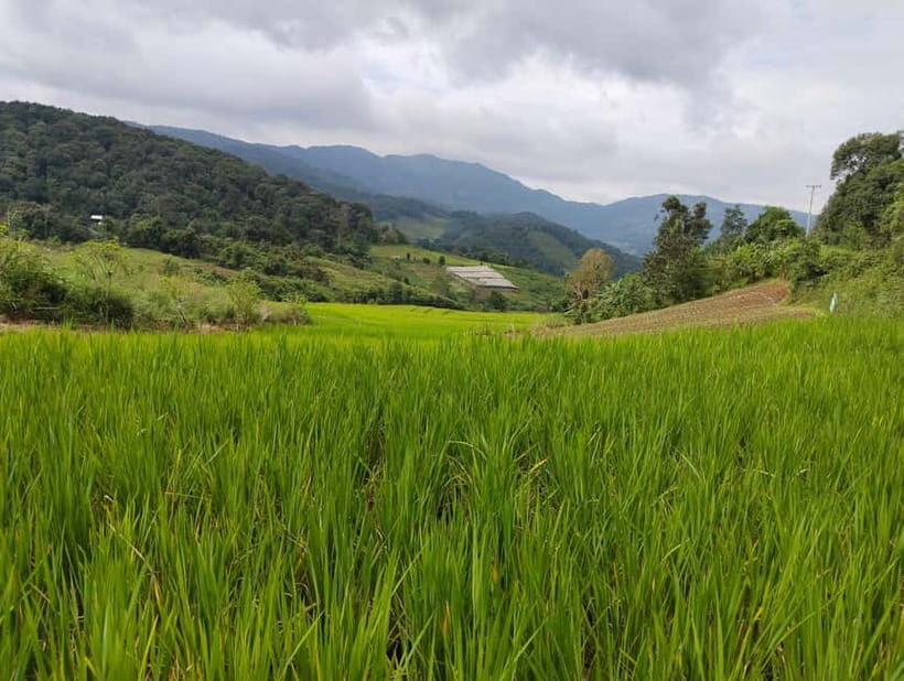 Chiang Mai Authentic Trekking - Why This Chiang Mai Trek Feels Local, Not Tour Bus–Style