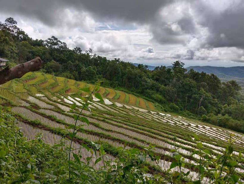 Chiang Mai Authentic Trekking - Phalai Mountain Peak: Valley Views and a Lunch You Earn