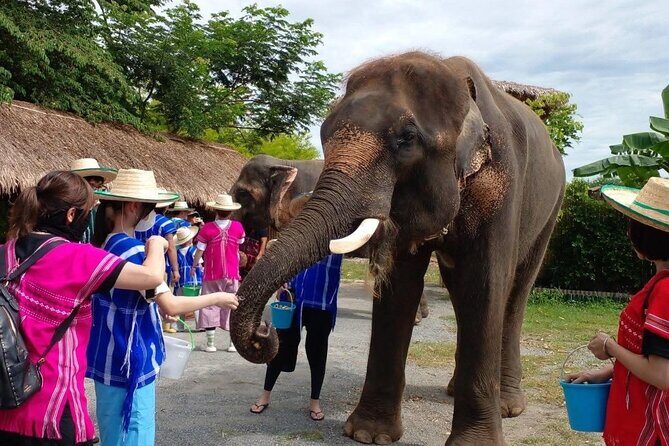 Chiang Mai Chapulin Elephant Care and Sticky Waterfall - Key Highlights You’ll Care About