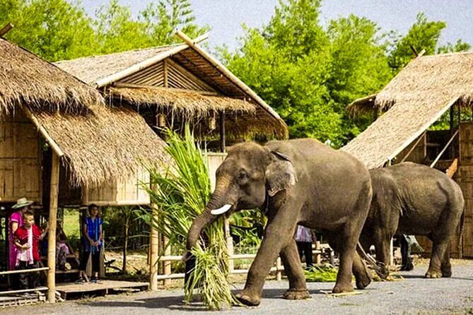 Chiang Mai Chapulin Elephant Care and Sticky Waterfall - Lunch, Drinks, and the Pace That Keeps You Comfortable