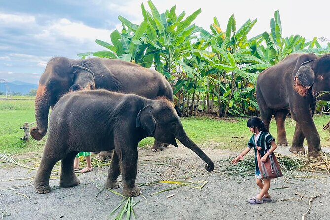 Chiang Mai Chapulin Elephant Care and Sticky Waterfall - From Welcome Drink to Karen Outfit Photos: Your 3-Hour Sanctuary Start
