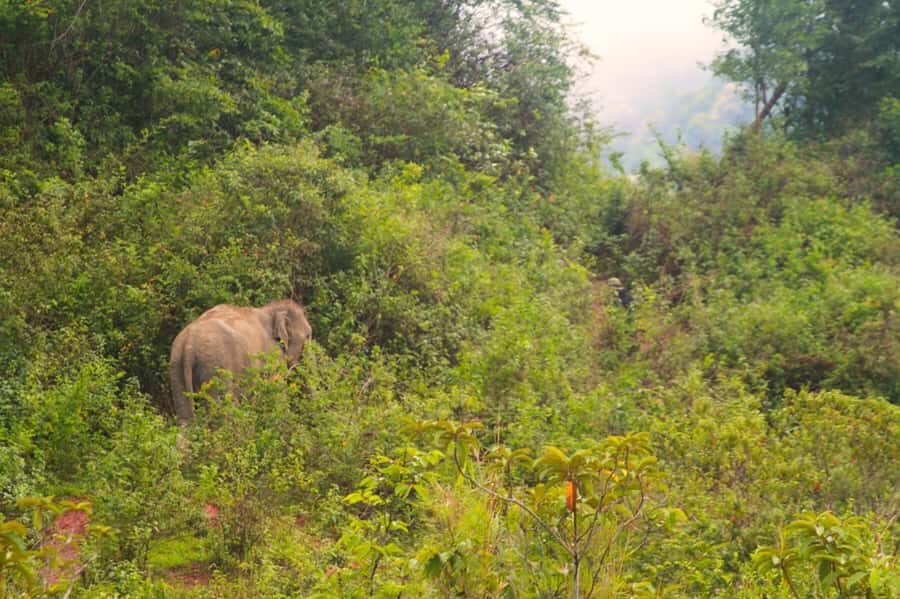 Chiang Mai: Day for Elephant Observation Only Half-day Trip - Elephant Education Briefing: The Rules, the Why, and the Health Stories