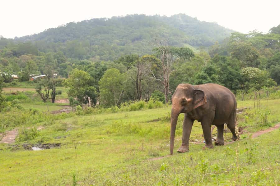 Chiang Mai: Day for Elephant Observation Only Half-day Trip - Preparing Elephant Food: Natural Materials and the Feeling of Purpose