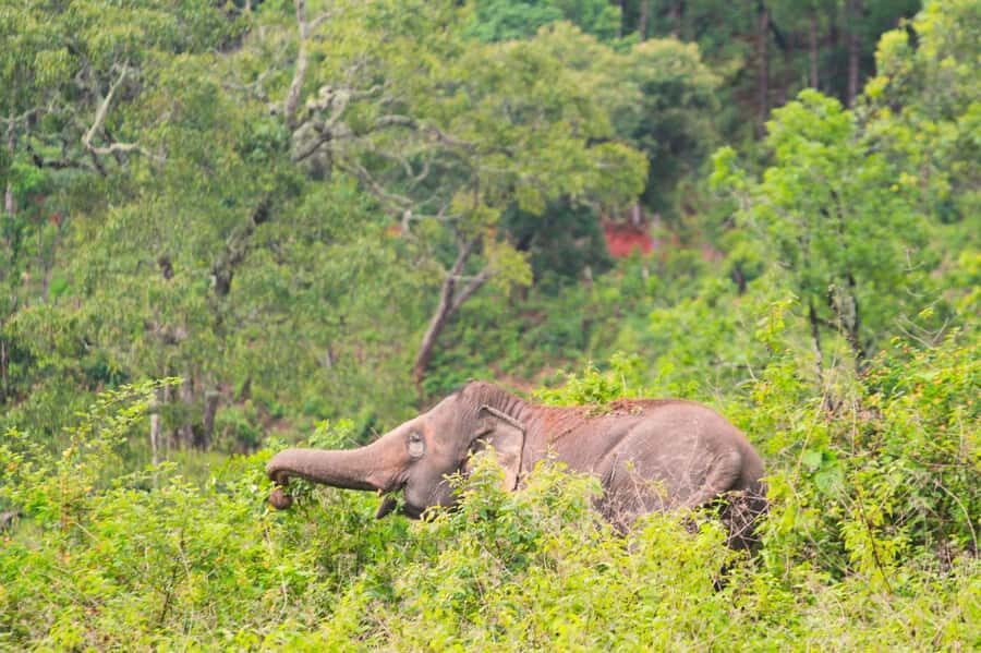 Chiang Mai: Day for Elephant Observation Only Half-day Trip - Ethical Feeding Experience: Vitamin Balls, Close Watching, No Touch