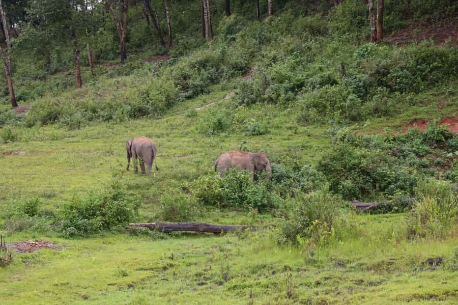 Chiang Mai: Day for Elephant Observation Only Half-day Trip - Who This Trip Fits Best (And Who Should Rethink It)