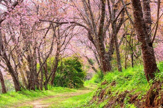 Chiang Mai - Doi Inthanon Full day Tour - Ban Mae Klang Luang Karen village: culture stop without the grind