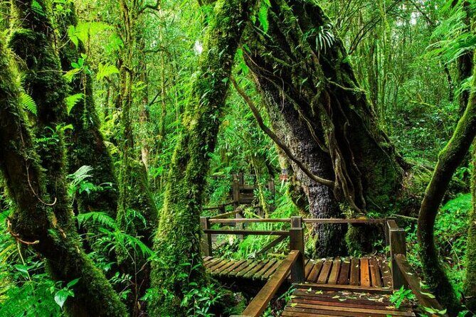 Chiang Mai - Doi Inthanon Full day Tour - Why the guide can make or break the day