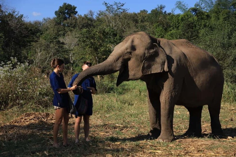Chiang Mai: Doi Inthanon Hiking & Elephant Sanctuary Program - Living Green Elephant Sanctuary: the ethical elephant experience you’re actually trying to find