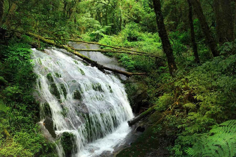 Chiang Mai: Doi Inthanon National Park, Waterfall & Lunch - Price and what you’re really paying for (and what changes by option)