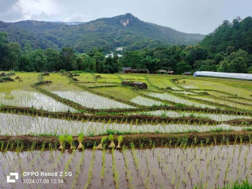 Chiang Mai: Doi Inthanon National Park+Trek Pha Dok Siew - Who This Tour Fits Best (and When to Skip It)