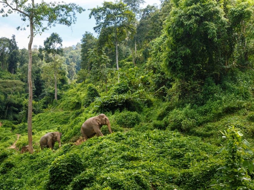 Chiang Mai: Doi Inthanon Park and Pha Dok Siew Trail Trek - Price and Logistics: What $61 Really Buys You in a Full Day