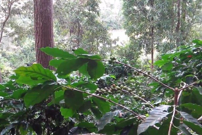CHIANG MAI: Doi Inthanon-Trekking Pha Dok Seaw-Waterfall-Lunch - Safety and comfort reality check: what to consider before you relax