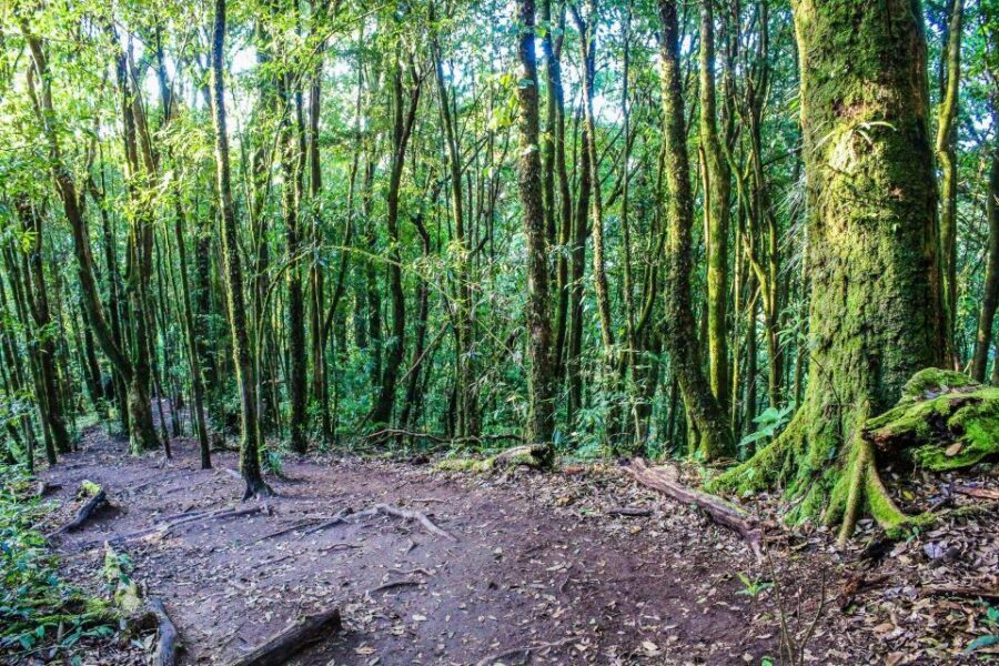 Chiang Mai: Doi Inthanon, Waterfalls, & Tribal Villages Tour - Price and what you really pay for a 10-hour mountain day