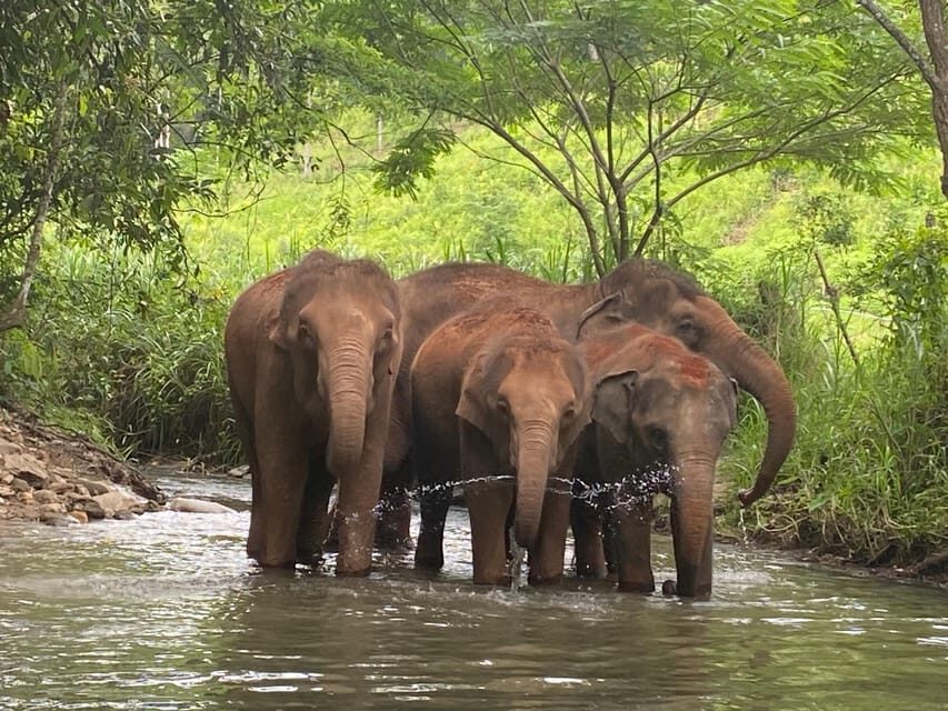 Chiang Mai: Elephant Dream Project Sanctuary - Half-Day - Who this tour is best for (and who should skip it)