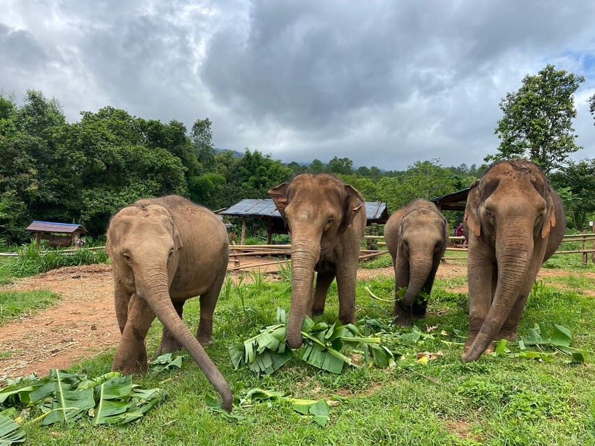 Chiang Mai: Elephant Dream Project Sanctuary - Half-Day - The elephant briefing: learn before you get close