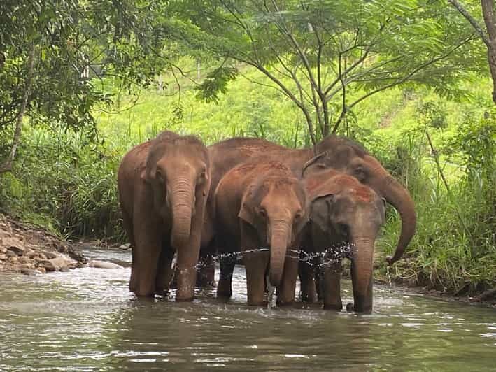 Chiang Mai: Elephant Dream Project Sanctuary - Half-Day - The jungle walk: watch, follow, and respect the terrain