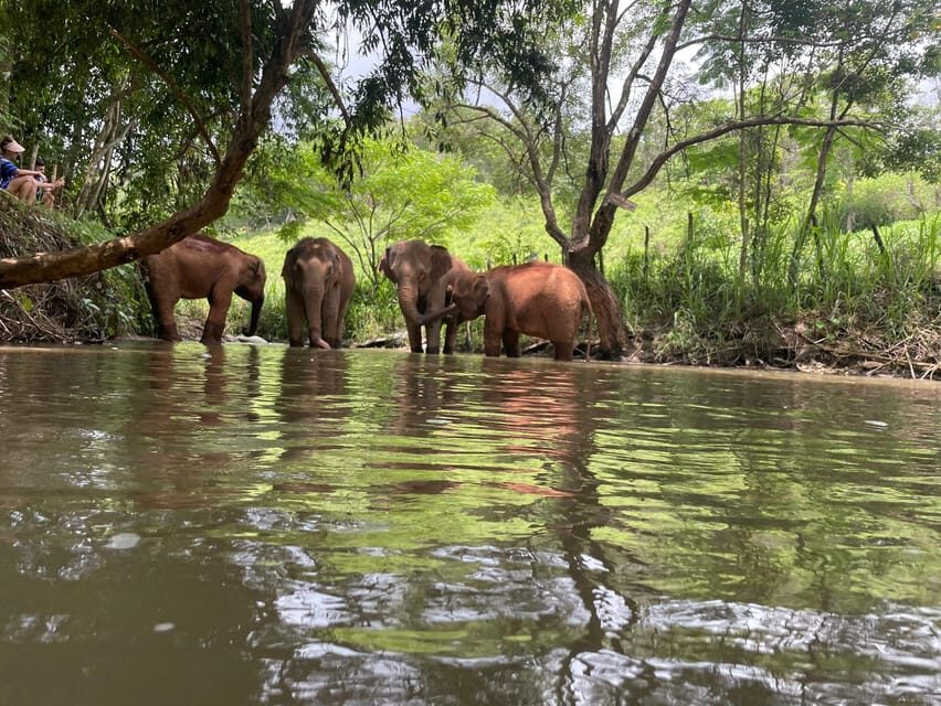Chiang Mai: Elephant Dream Project Sanctuary - Half-Day - Lunch and village time: Thai food, seasonal fruit, and community feel
