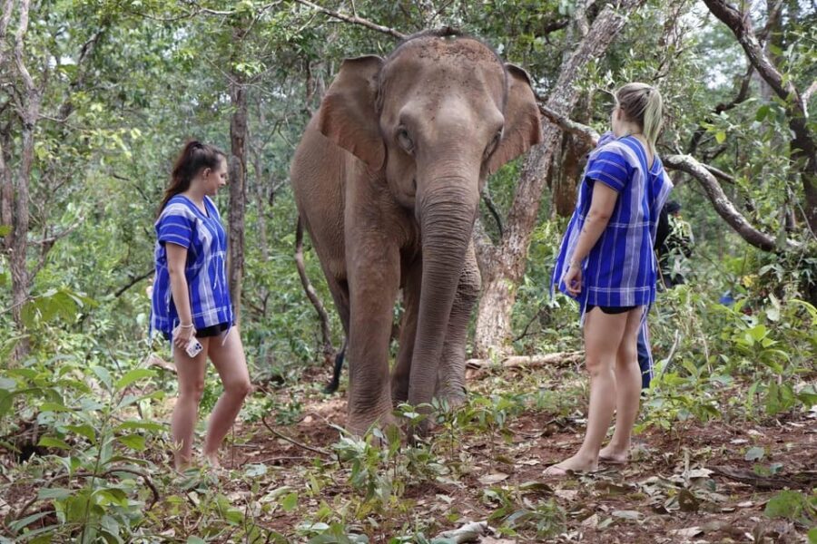 Chiang Mai: Elephant Dream Project Sanctuary - Half-Day - Price and value: is $51 fair for what you get?